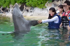 イルカ、握手